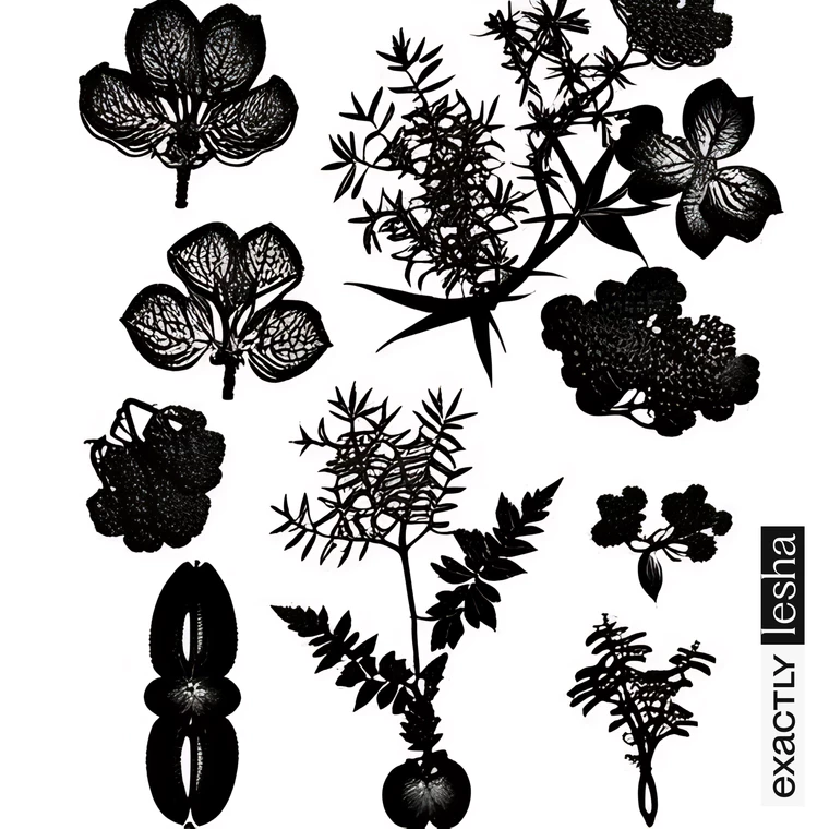 Black and white scanned plants