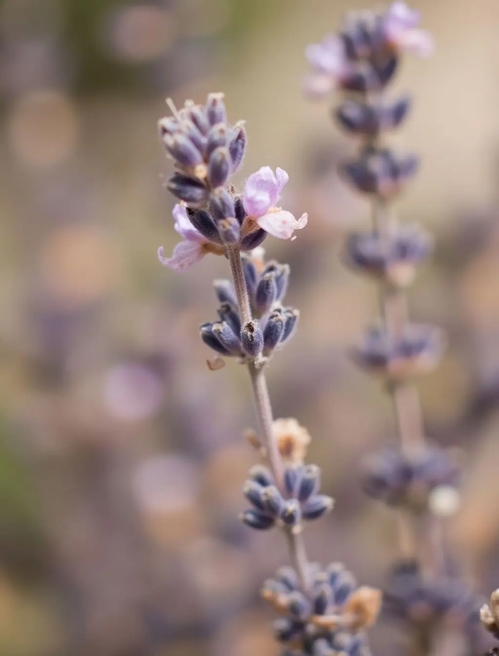 Example of image generated by the "Photorealistic Soft Touch" model