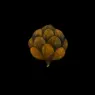 Image from the training dataset for the "Strange botanical elements" model