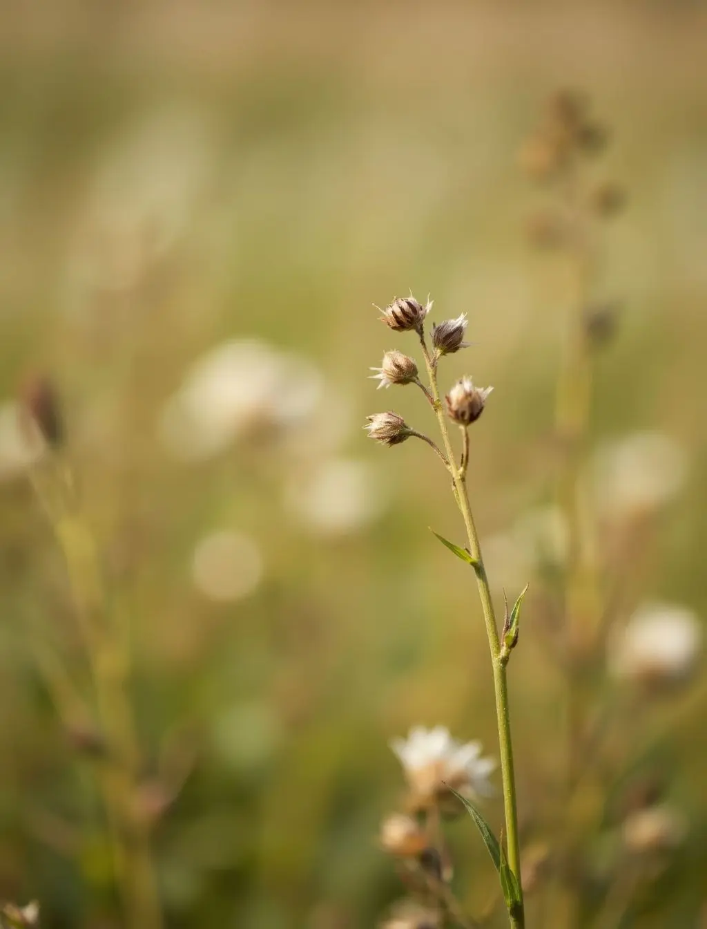 Image from the training dataset for the "Photorealistic Soft Touch" model